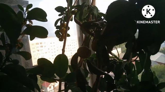 День сбора урожая. Гранат комнатный сорт Нано, танжерин. Выращивание цитрусовых дома возможно! смотреть онлайн