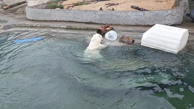 Московский Зоопарк. Животные. Новая территория. Белый Медведь. смотреть онлайн