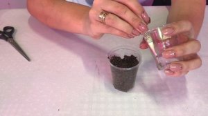 Мимоза стыдливая - проращивание семян