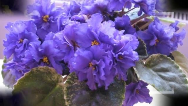 Сорта фиалок с префиксом 23. Селекционер Ян Зубо смотреть онлайн