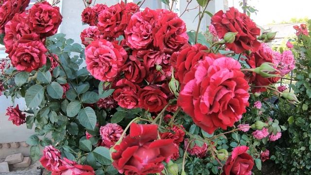 Роза Дип Импрешн Deep Impression смотреть онлайн