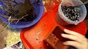 Азалия. Пересадка и уход