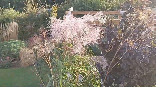 A Great Ornamental Grass Miscanthus Memory