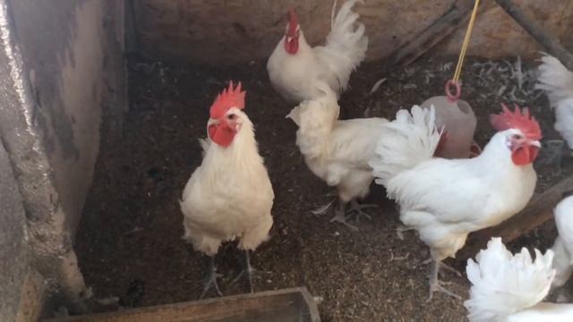 Бресс галльские петухи- на что обратить внимание смотреть онлайн