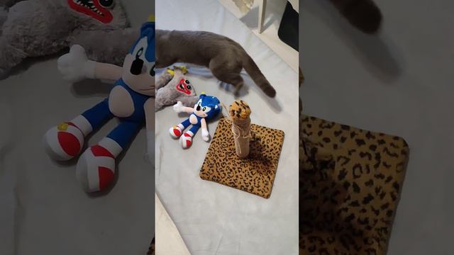 пристала почеши когти поиграем в мячик смотреть онлайн