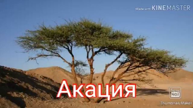Невый трек - "Акация" смотреть онлайн