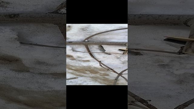 VID_20240315_100758.mp4