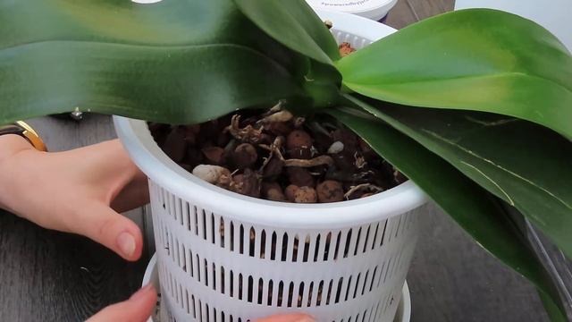 Как сделать так, чтобы ваши фаленопсисы орхидеи снова зацвели смотреть онлайн