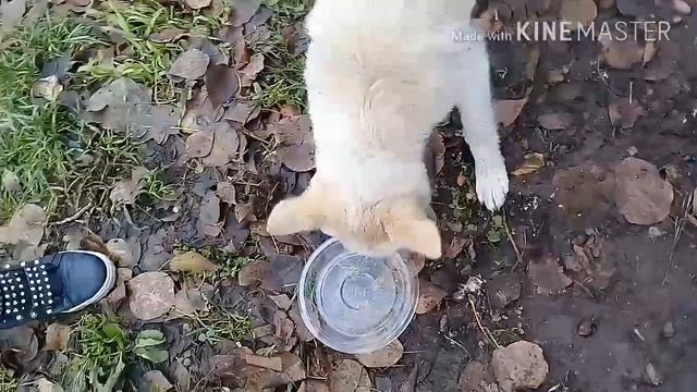 День животных !??❤ смотреть онлайн