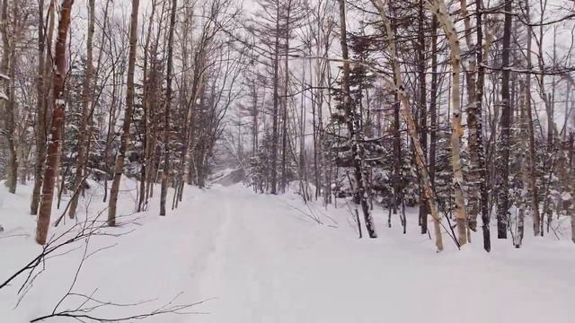 Прогулка по лесу во время метели / Звуки природы, шум ветра, скрип снега под ногами / АСМР смотреть онлайн