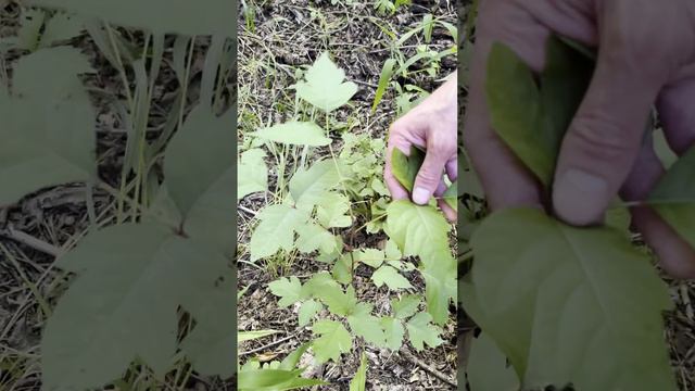 Poison ivy: ID & herbal remedies #herbalmedicine #foraging смотреть онлайн