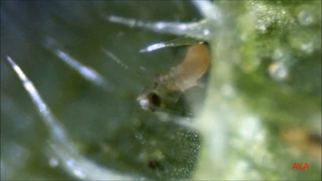 Трипсы смотреть онлайн