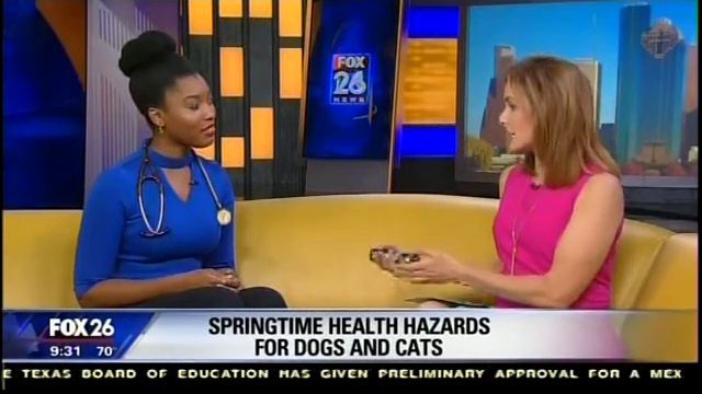 Heartworm Disease -- Springtime Health Hazards for Dogs and Cats with Dr. Aziza Glass (FOX26) смотреть онлайн