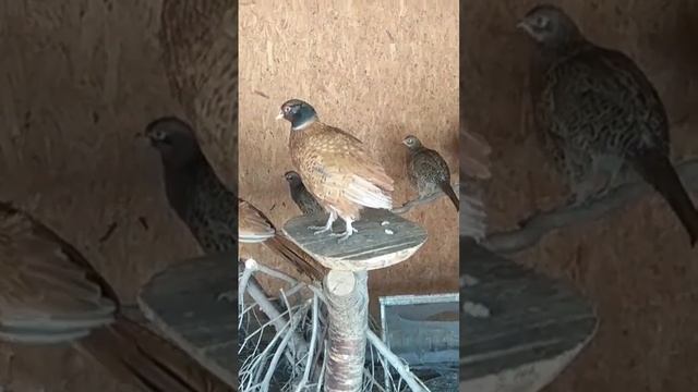 Охотничий Фазан камышовый окрас, или морковный фазан