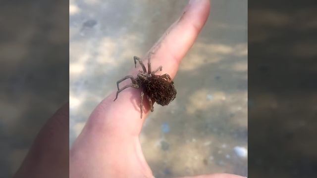 Мизгирь (тарантул) с детенышами. смотреть онлайн