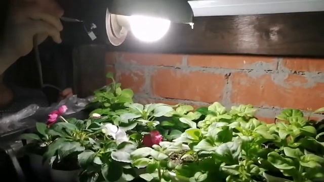 Лампы для растений, 6 плюсов моих светодиодных ламп смотреть онлайн