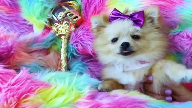 Maggie and Diana want the same dress and show how important is to share смотреть онлайн