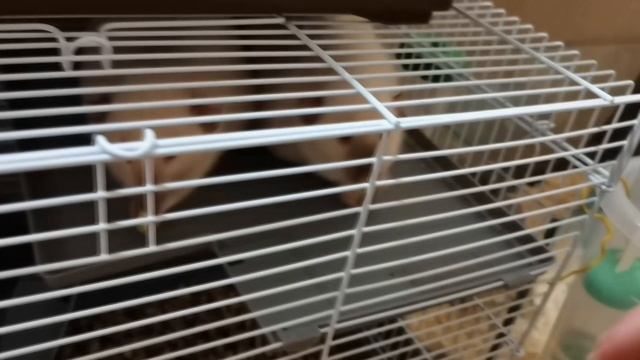 ПОСАДИЛА ПИТОМЦЕВ НА ОВОЩНУЮ ДИЕТУ. КРЫСКИ КУШАЮТ ОГУРЧИК :) смотреть онлайн