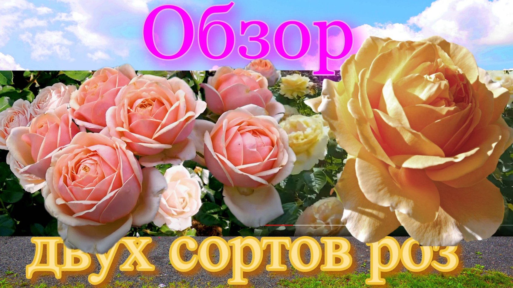 Роза Йорс и Континьюд Френдшип (флорибунда) и Кэндллайт (Чайно гибридная) (Tantau 1994) смотреть онлайн