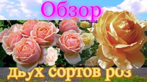 Роза Йорс и Континьюд  Френдшип  (флорибунда) и Кэндллайт (Чайно гибридная) (Tantau 1994)