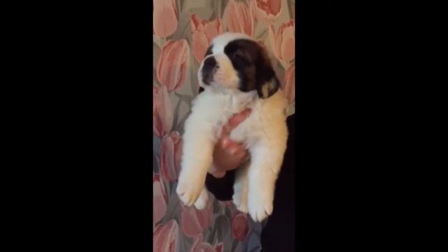 Щенок сенбернара БОЖЕСТВЕННОЙ КРАСОТЫ МИРОСЛАВА St. Bernard puppy female смотреть онлайн