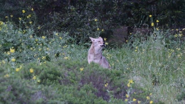 Back And Forth Social Coyote Communication смотреть онлайн