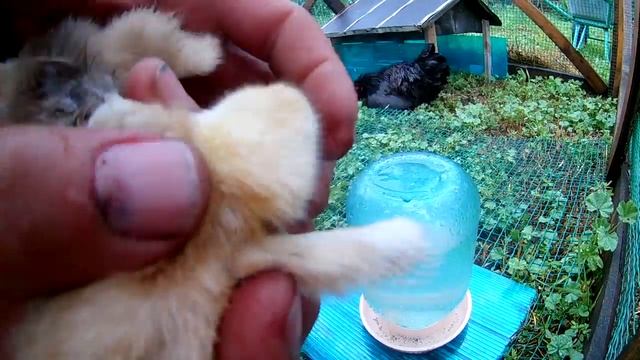 Как определить пол у цыплят.Курочка или петушок// Жизнь в деревне смотреть онлайн