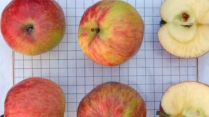 Сорт яблони Бельфлер Башкирский