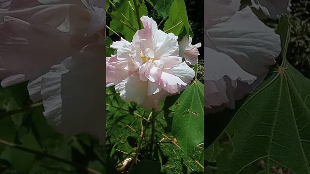 Magic Flower ❣️ смотреть онлайн