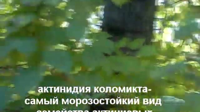 кишмиш или киви или актинидия коломикта? смотреть онлайн