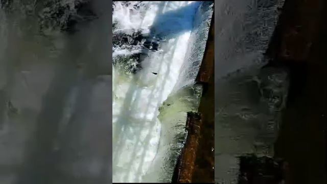 Красноперка прёт #красноперка #рыба #нерест смотреть онлайн