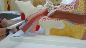 СРЕДНЕЕ УХО