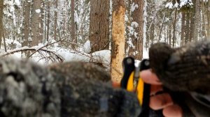 Хариус на Короеда/Добываем короеда для рыбалки