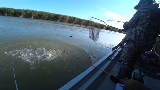 Балхаш, тягаем монстров! Трофейная рыбалка на сазана. смотреть онлайн