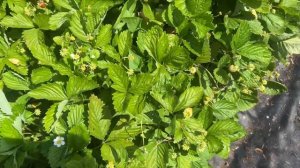 Земляника мелкоплодная Желтое чудо? Самая лучшая земляника!!! Урожай и вкус превосходные!!!!