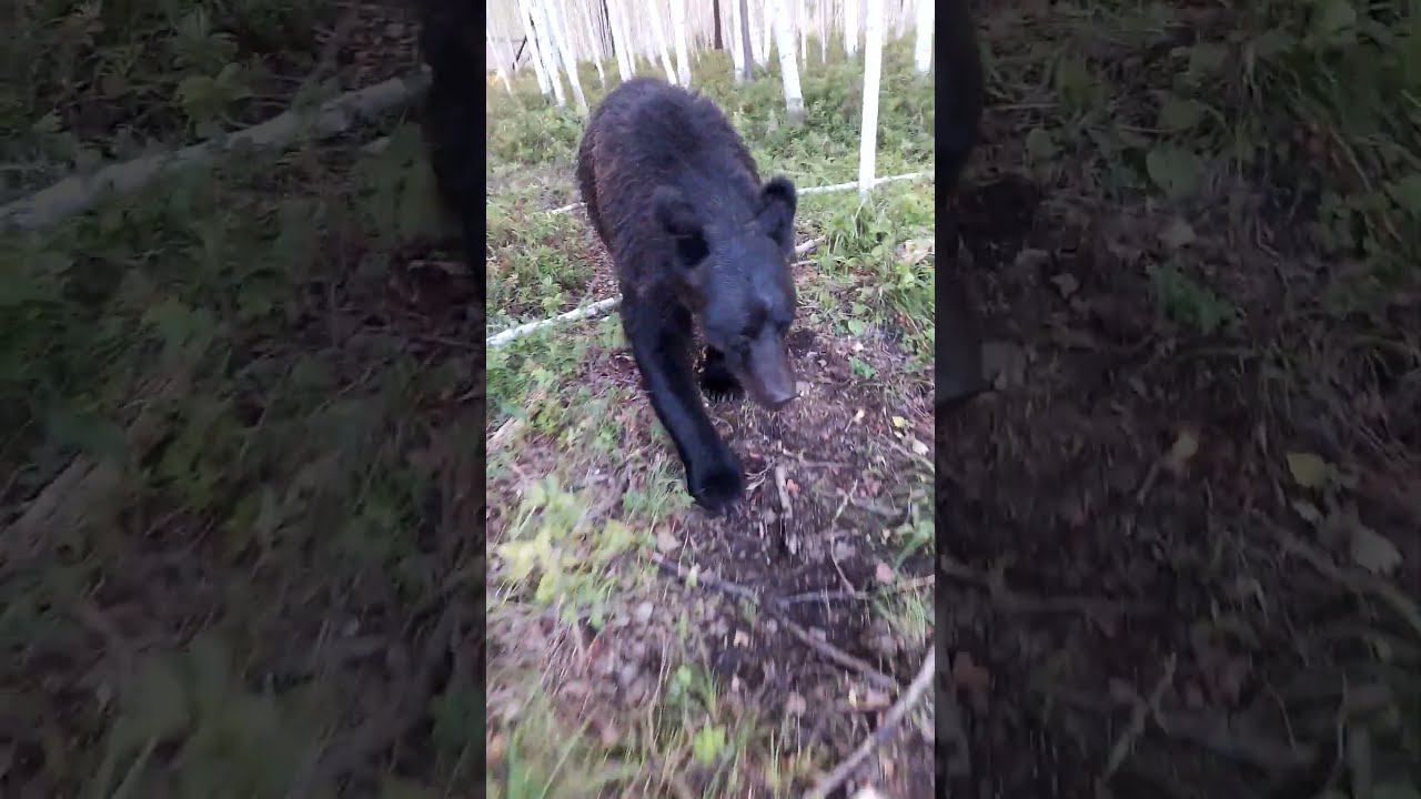 У медведицы плохое настроение. смотреть онлайн