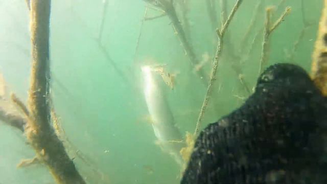 подводная охота щука смотреть онлайн