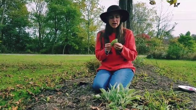 Lamb's Ear Plant Uses for Bandages, and Toliet Paper! ?? Stachys byzantina Off Grid смотреть онлайн