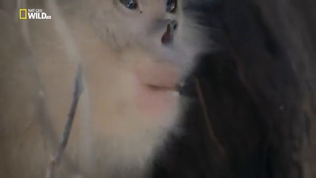 Загадочные обезьяны Шангри Ла Mystery Monkeys of Shangri La смотреть онлайн