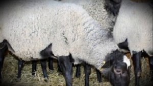 Сколько домашняя овца вынашивает ягненка