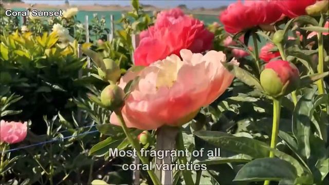 Peony Coral Sunset - Peony Plants and Roots online. смотреть онлайн