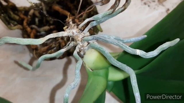 Пожелтение листьев Спасаем ОРХИДЕЮ с деткой. Аркс Рей остался без корней. 25 августа 2021г. смотреть онлайн