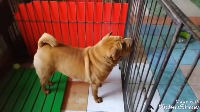 Шарпей в приюте зовут РЕМ