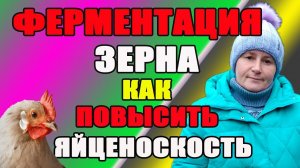 Ферментация зерна. Как повысить яйценоскость у кур.