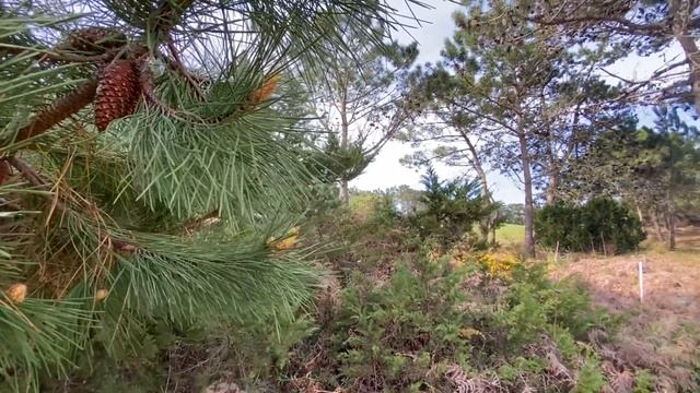 МЕДИТАЦИЯ VIDEO RELAX MUSIC WALKING IN PORTUGAL РЕЛАКС ПРОГУЛКА ONLINE В ПОРТУГАЛИИ #music #relax смотреть онлайн