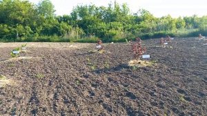 Подкормка фундука.