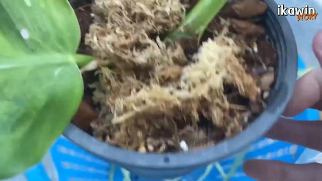 อบต้นไม้ยังไง อบทำไม แล้วต้องอบกี่วัน วิธีการชำต้นไม้แบบใส่ถุงอบ รอดแน่นอน100%