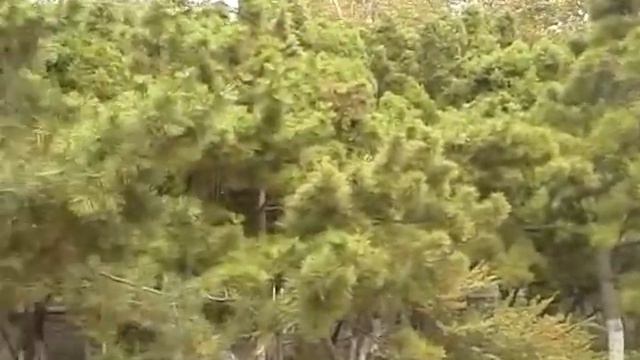 Пляжи Бейдайхэ. Beidaihe beach. смотреть онлайн