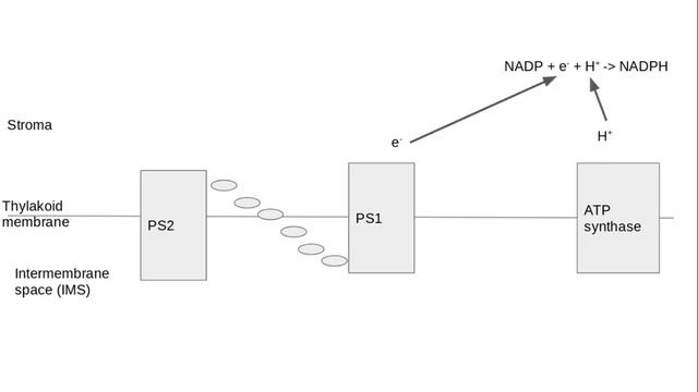 5.2.1 Photosynthesis (d) The light-dependent stage of photosynthesis смотреть онлайн