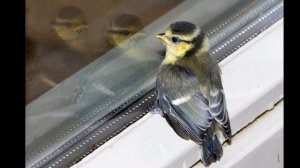 068 К чему стучит птица в окно?